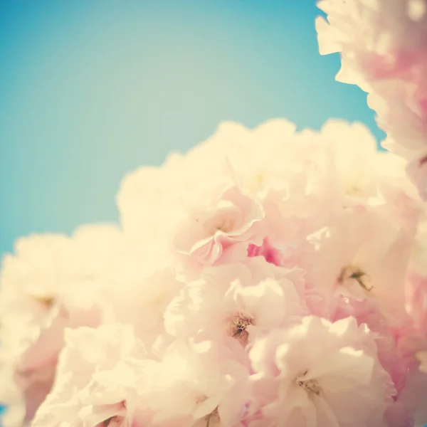 Vintage Cherry Blossoms — Stockfoto
