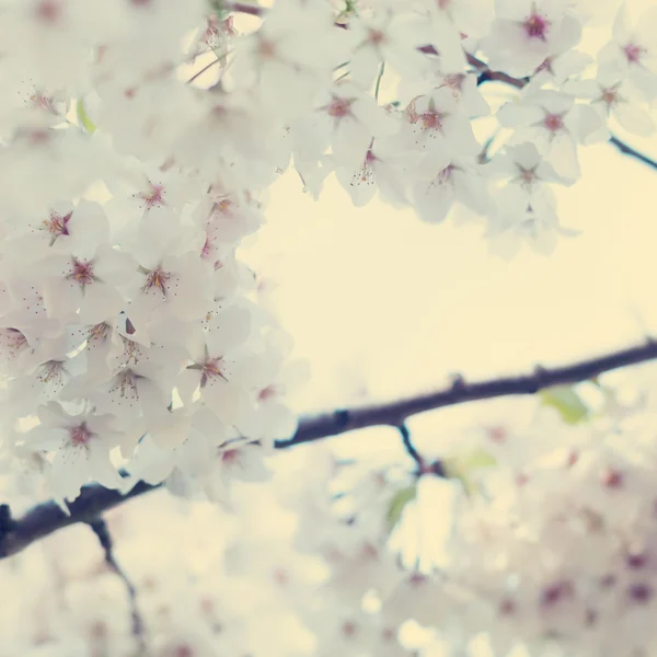 Cherry Blossoms — Stock Photo, Image