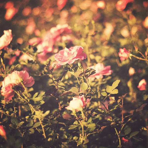 Rose vintage — Foto Stock