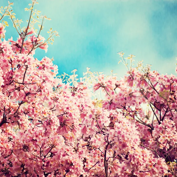 Fiori di ciliegio — Foto Stock