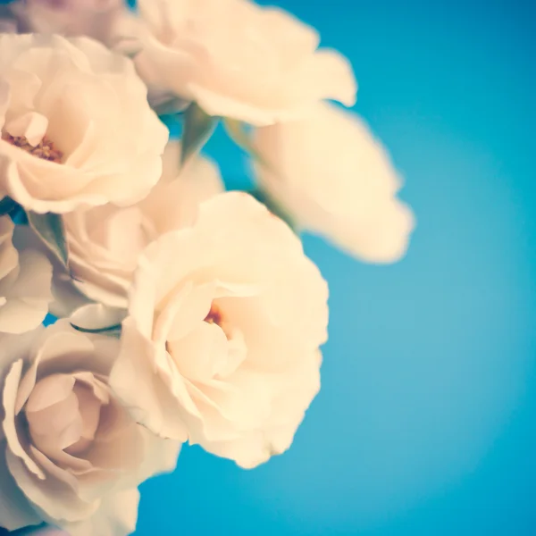 Vintage roses — Stock Photo, Image