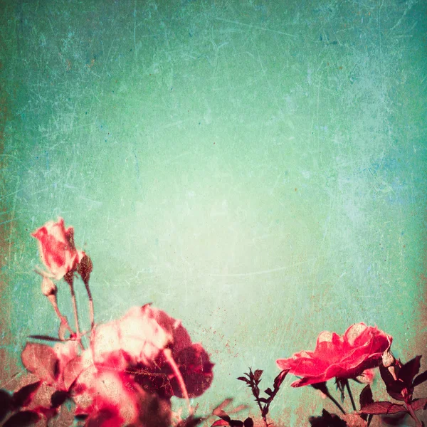 Roses on retro green background — Stock Photo, Image