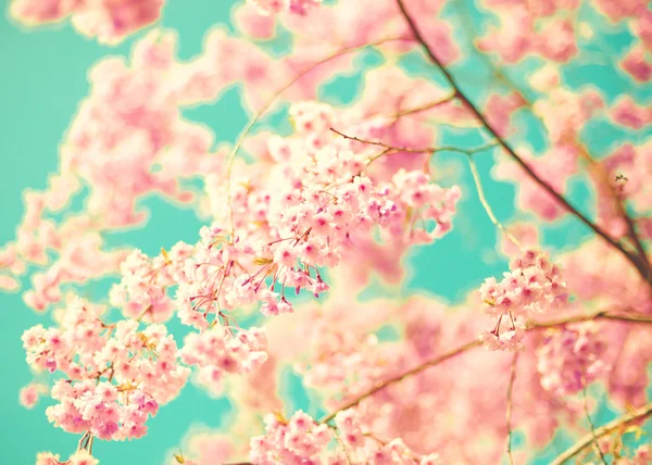 ターコイズ ブルーの上空で桜の花 — ストック写真