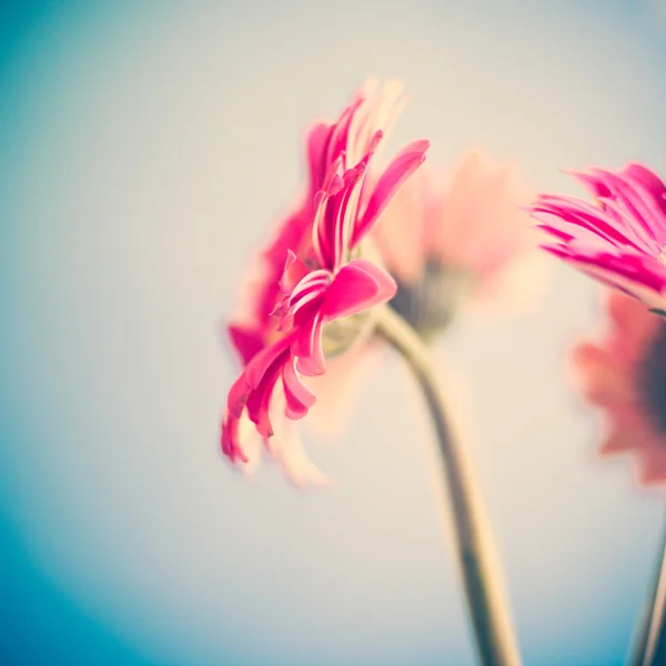 Pink gerberas — Stock Photo, Image