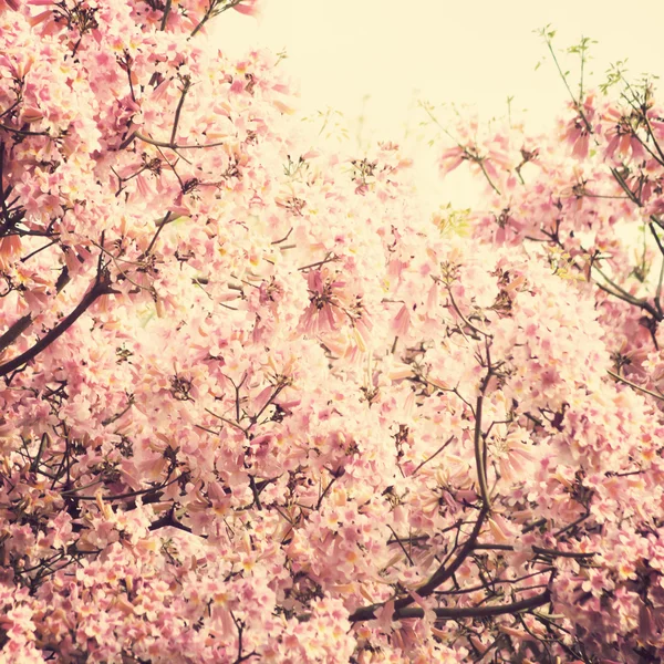 Cherry Blossoms — Stock Photo, Image