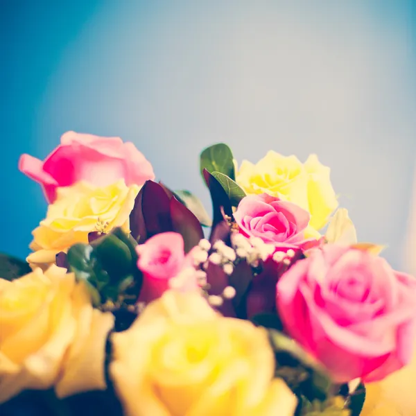 Żółty i różowy róż — Zdjęcie stockowe