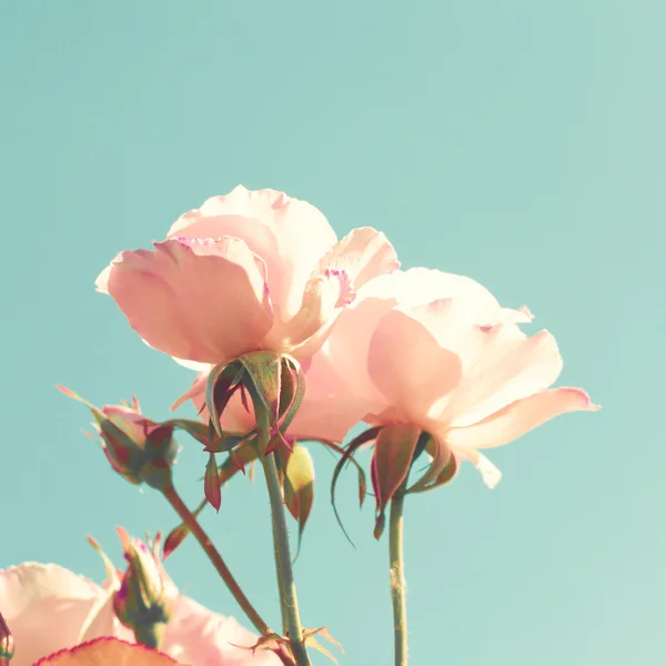 Roses pastel vintage — Photo