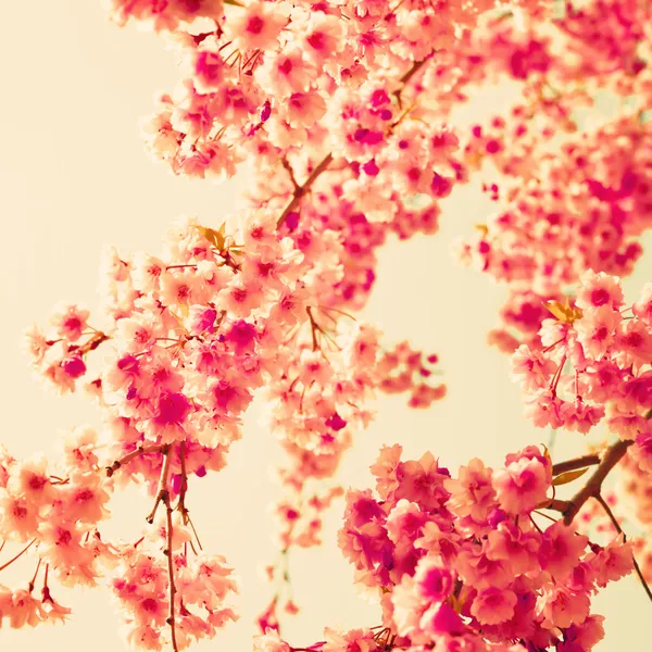 Cherry Blossoms — Stock Photo, Image