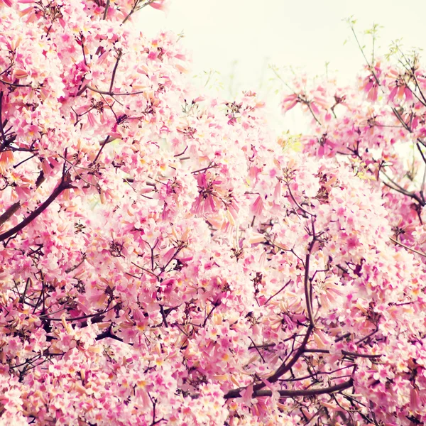 Cherry Blossoms — Stock Photo, Image