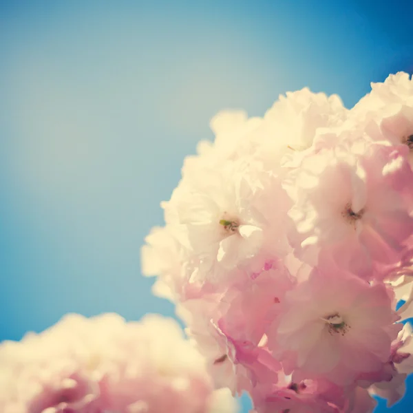 Flores de cerezo vintage — Foto de Stock