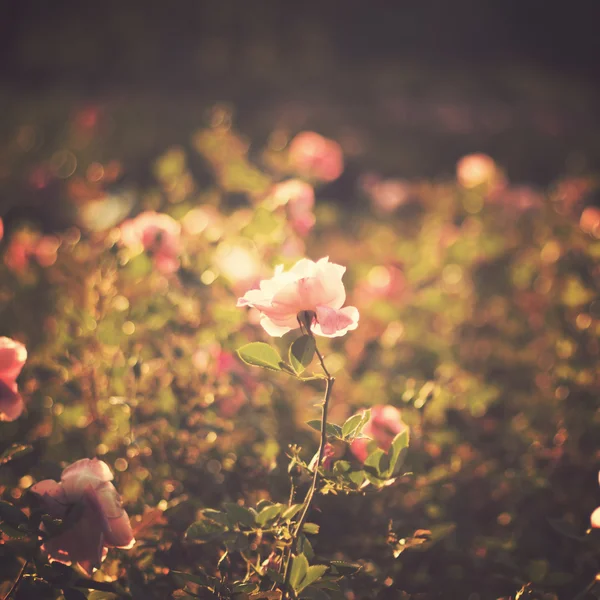 Vintage roses — Stock Photo, Image