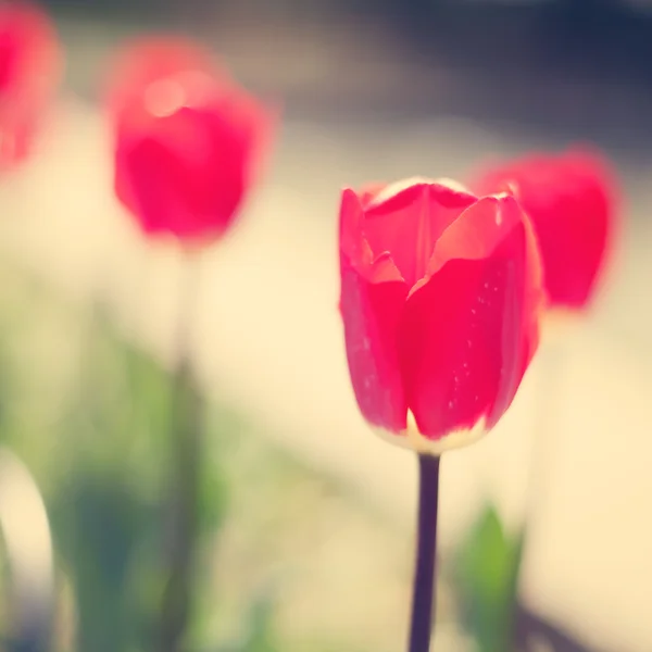 Tulipani primaverili colorati — Foto Stock