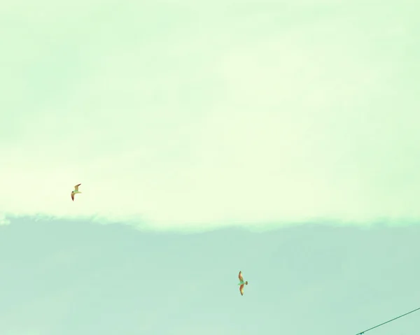 레트로 하늘에 새 들 — 스톡 사진