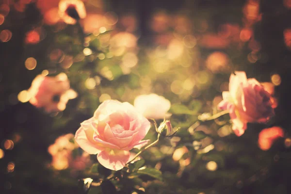 Roses Vintage — Photo