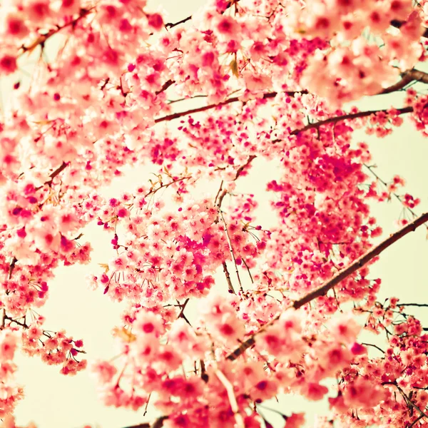 Cherry Blossoms — Stock Photo, Image