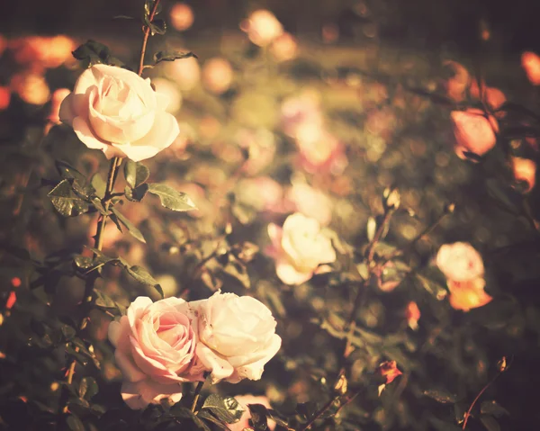 Roses Vintage — Photo