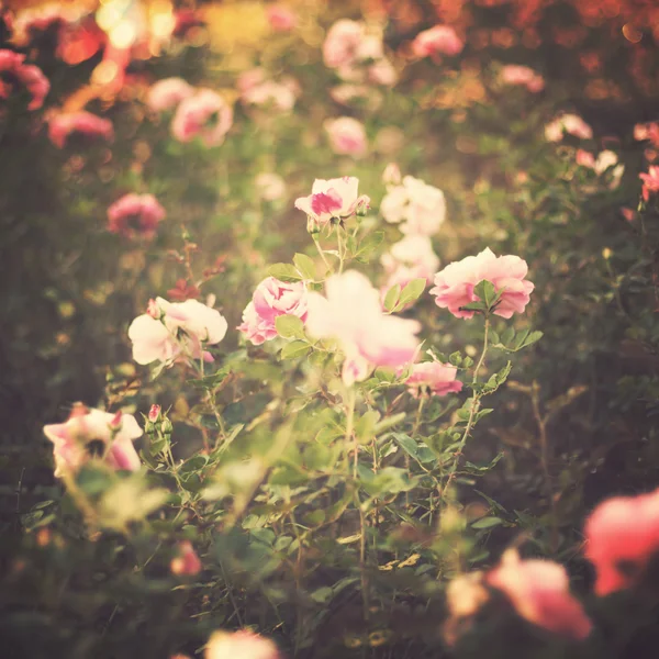 Roses Vintage — Photo