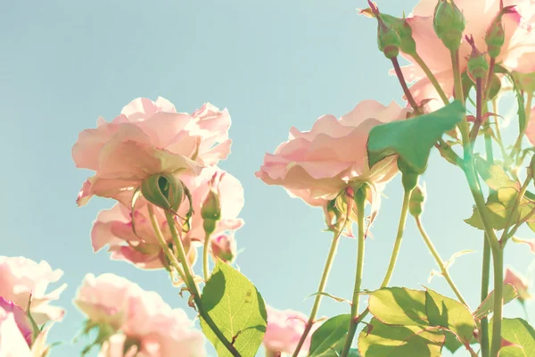 Vintage Pastel Roses — Stockfoto