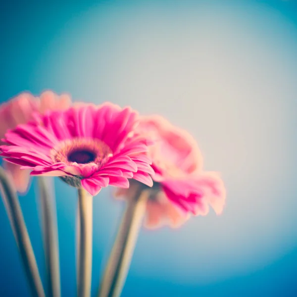 Roze gerbera's — Stockfoto