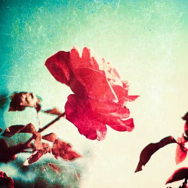 Retro red rose — Stock Photo, Image