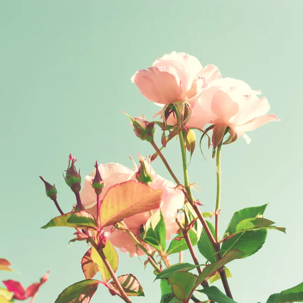Vintage Pastel Roses — Stock Photo, Image