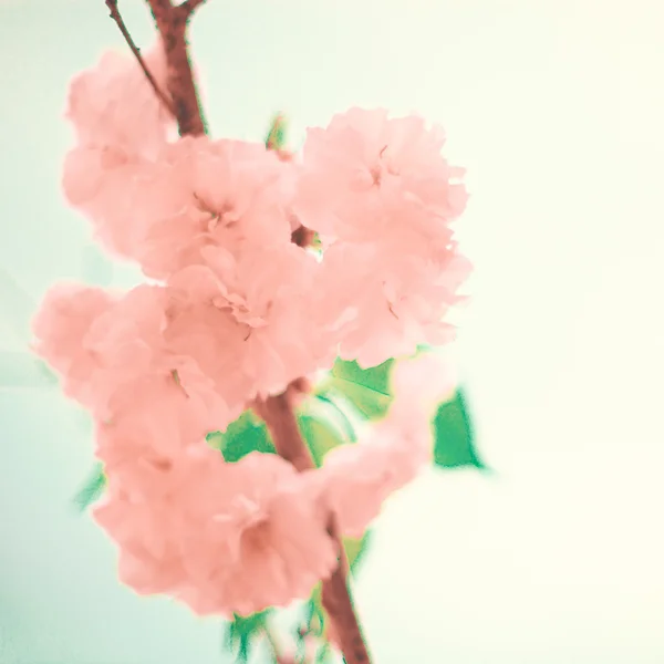 Fiori di ciliegio vintage — Foto Stock
