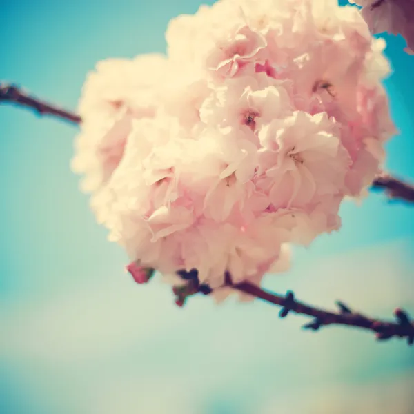 Vintage Cherry Blossoms — Stock Photo, Image