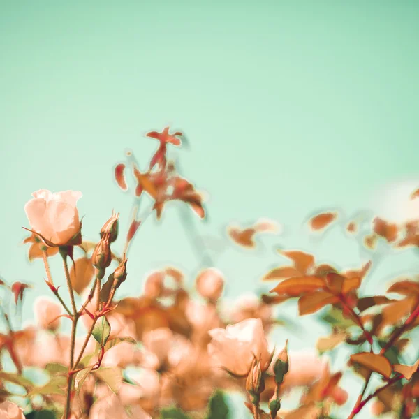 Vintage Pastel Roses — Stockfoto