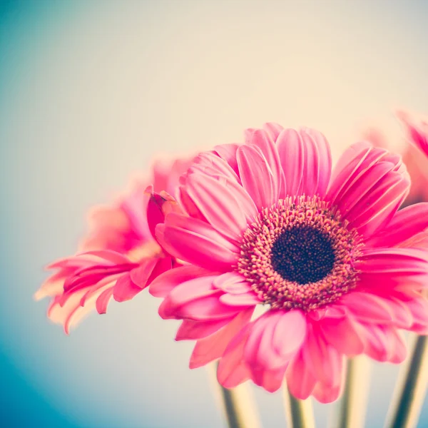 Roze gerbera's — Stockfoto