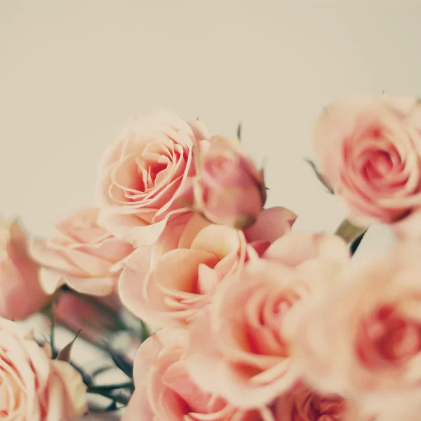 Pink Spring Roses — Stock Photo, Image