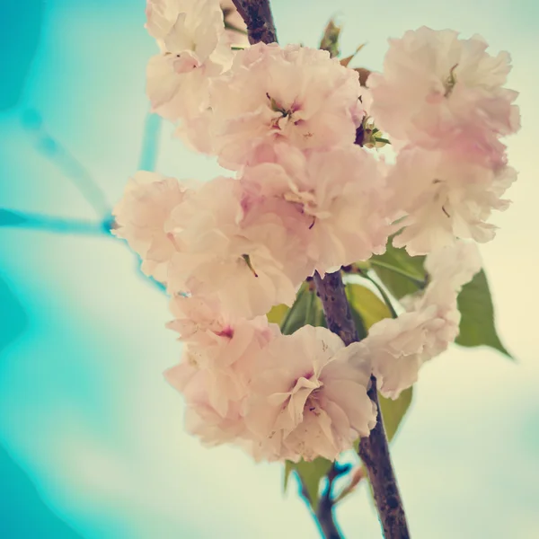 Vintage Cherry Blossoms — Stock Photo, Image