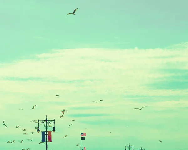 นกใน Retro Sky — ภาพถ่ายสต็อก