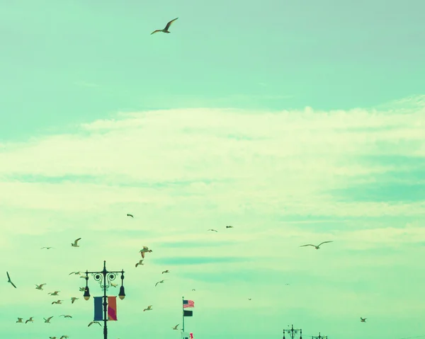 Aves en el cielo retro —  Fotos de Stock