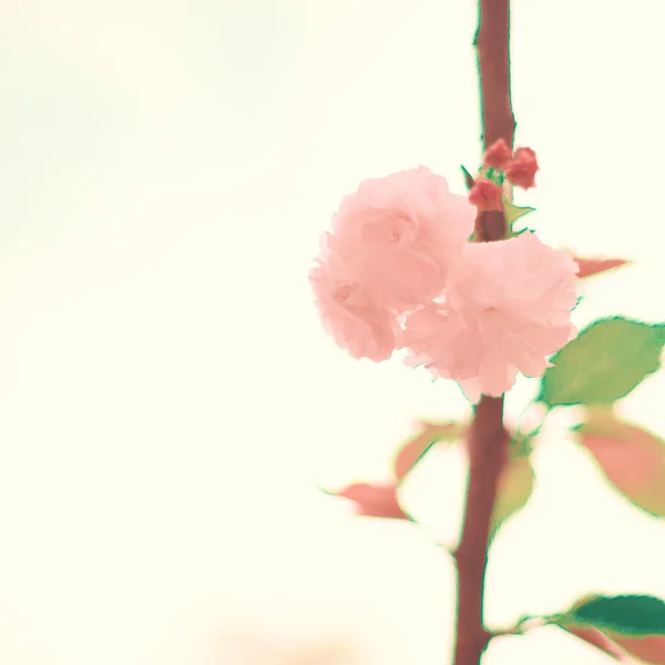 Vintage Cherry Blossoms — Stock Photo, Image