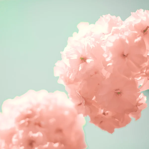 Vintage Cherry Blossoms — Stockfoto