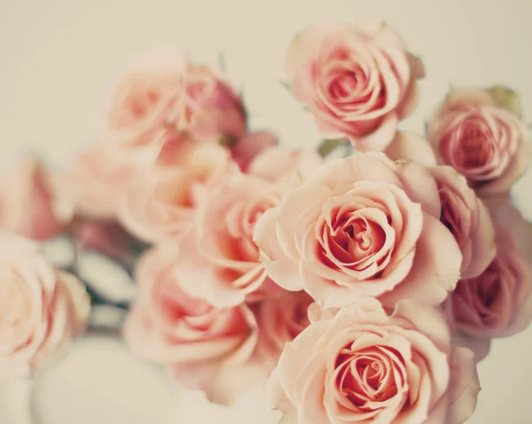 Pink Spring Roses — Stock Photo, Image