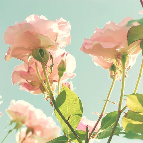 ヴィンテージのパステル調のバラ — ストック写真