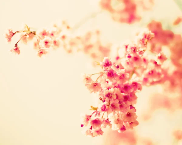 Fiori di ciliegio — Foto Stock