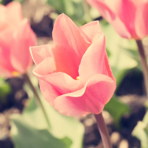 Coloridos tulipanes de primavera — Foto de Stock