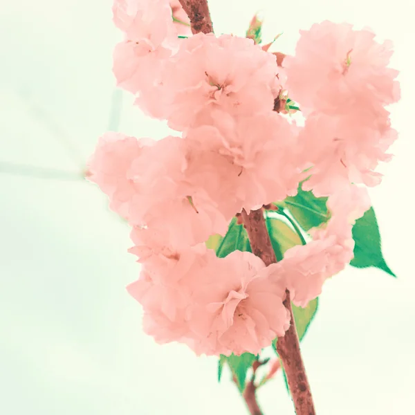 Fiori di ciliegio vintage — Foto Stock