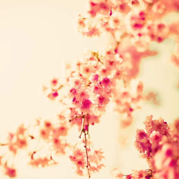 Вишня цвітіння — стокове фото