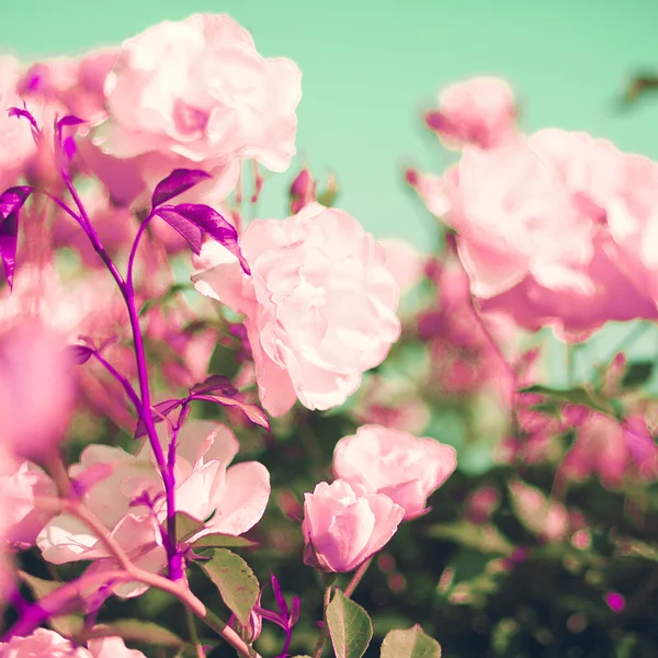 Vintage Pastel Roses — Stockfoto