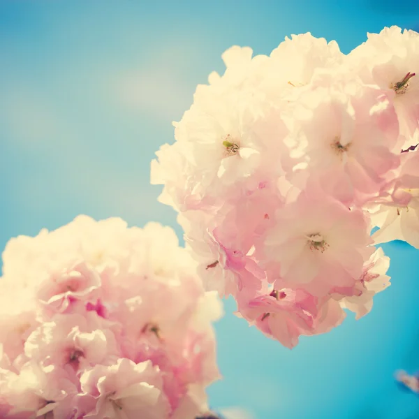 Vintage Cherry Blossoms — Stockfoto