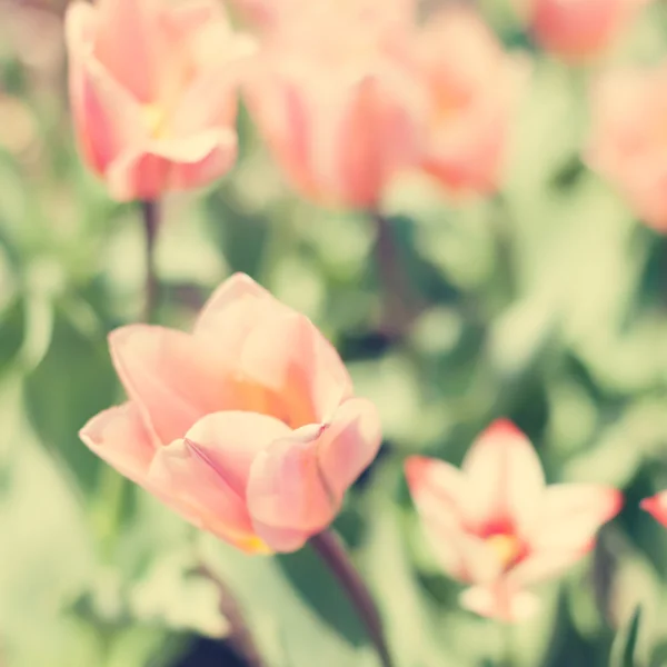 Jarní barevné tulipány — Stock fotografie