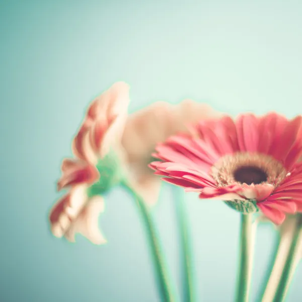 Gerberas rose pâle — Photo