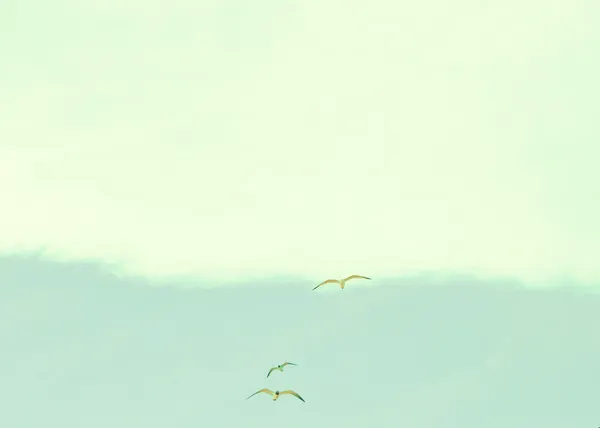 Birds in Retro Sky — Stock Image Birds in Retro Sky Stock Image