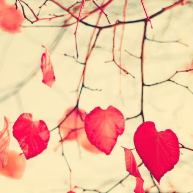 kalp şeklinde sonbahar yaprakları