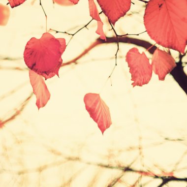 kalp şeklinde sonbahar yaprakları