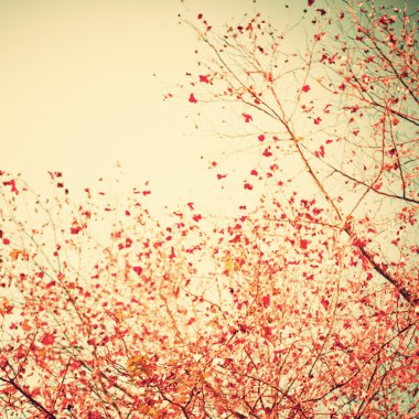 pastel kırmızı sonbahar yaprakları