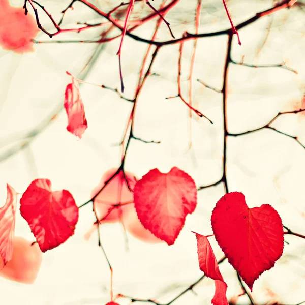 Foglie d'autunno a forma di cuore — Foto Stock